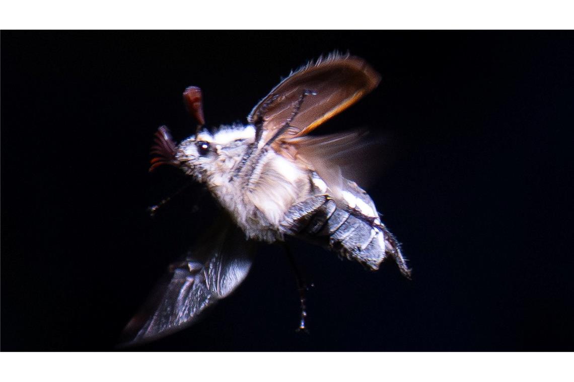 Maikäfer schwirren mit Einbruch der Dunkelheit aus.