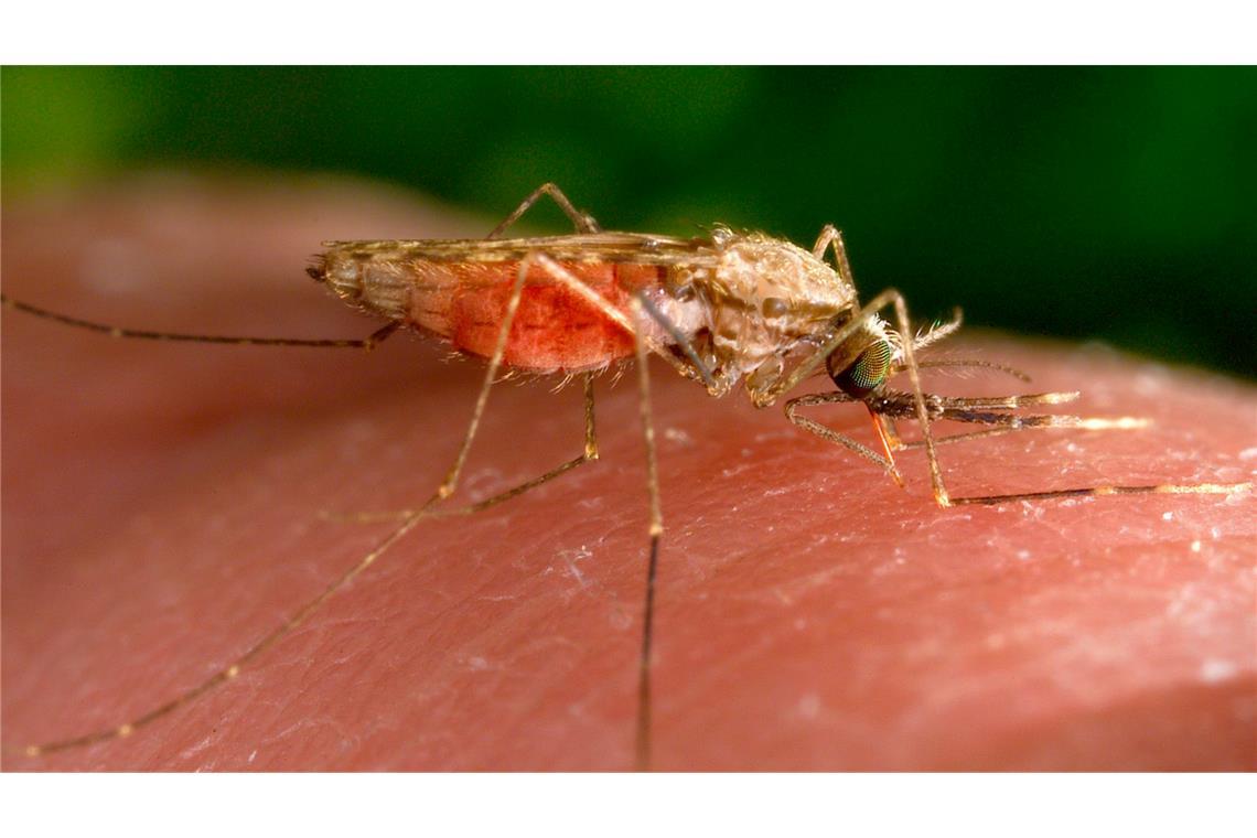 WHO erklärt Suriname für malariafrei Malaria wird von Mücken übertragen.
