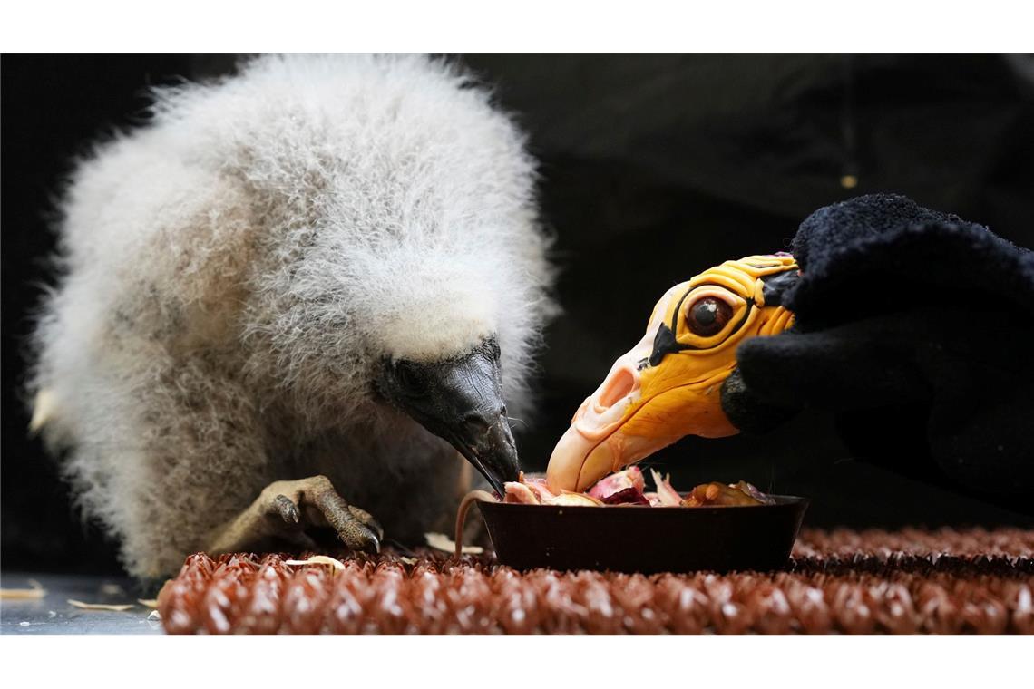 Bilder des Tages Mama, bis Du das? Ein kleiner Savannen-Gelbkopfgeier, der vor rund drei Wochen geschlüpft ist, wird mithilfe einer Puppe, die einen Elternvogel imitiert, im Zoo in Prag gefüttert.