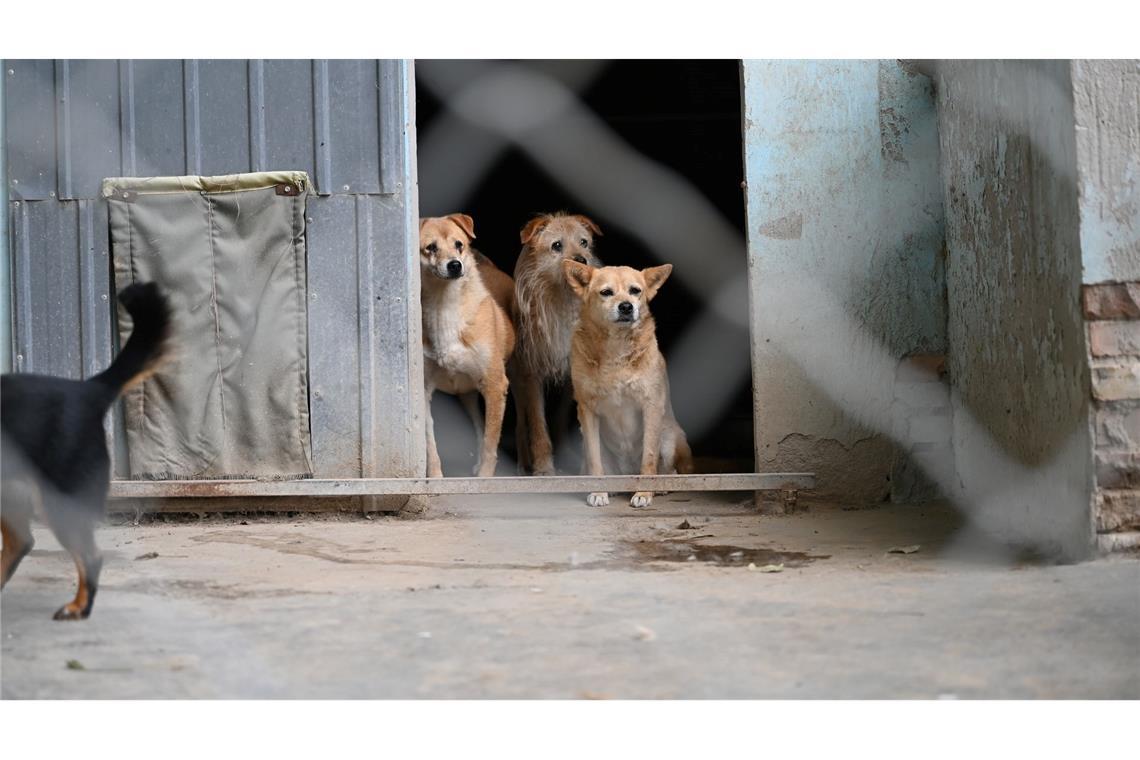 Manche Besitzer in China setzen ihre Hunde aus, etwa wenn sie umziehen müssen oder keine Zeit mehr haben.