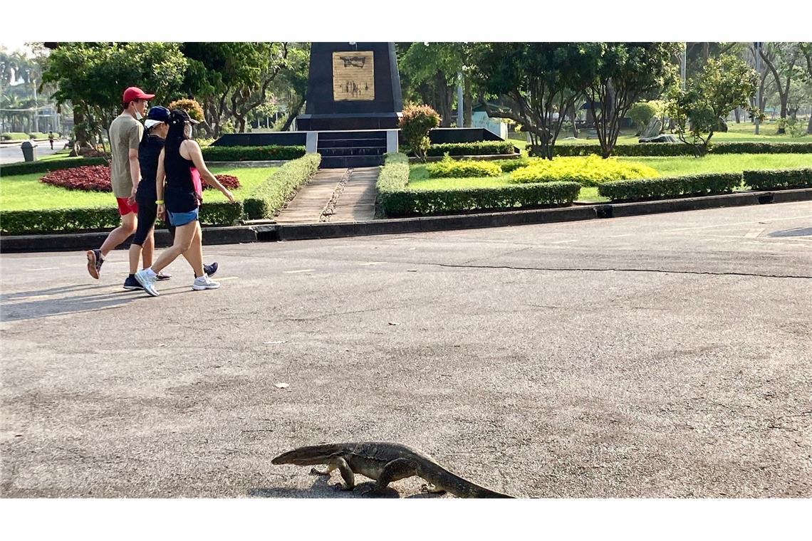 Manche erstarren vor Schreck, andere sind längst an die Riesenechsen in Bangkok berühmtestem Park gewöhnt.