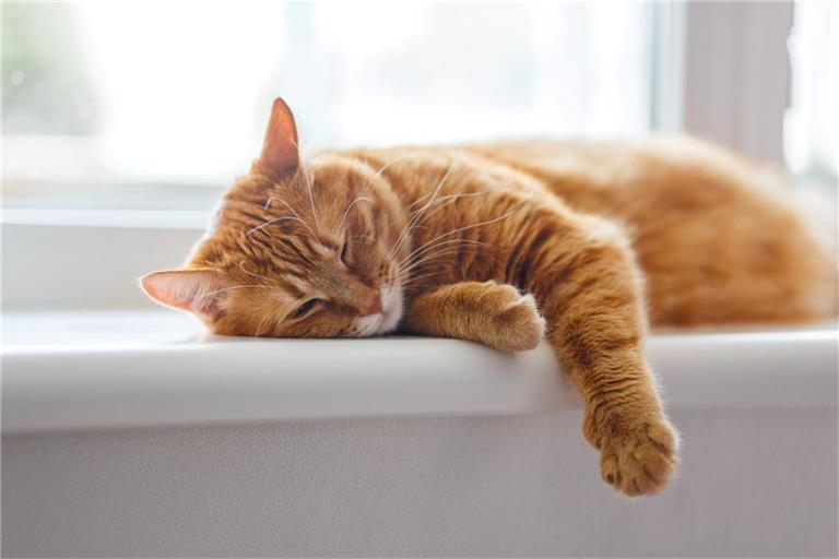 Manche Katzen schlafen bis zu 20 Stunden pro Tag.