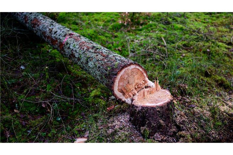 Manche würden die EU-Entwaldungsverordnung gerne zum Fallen bringen. (Symbolbild)