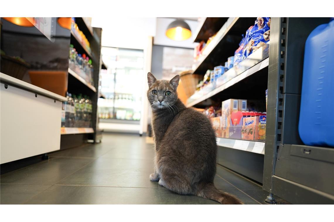 Manchmal kommt Lotti auch zu Besuch in einer Tankstelle um die Ecke vom Baumarkt.