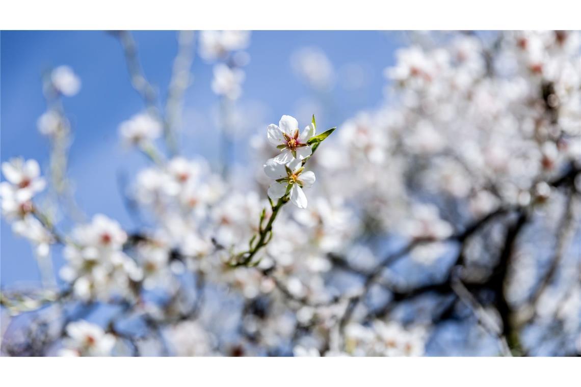 Mandelblüte in Spanien