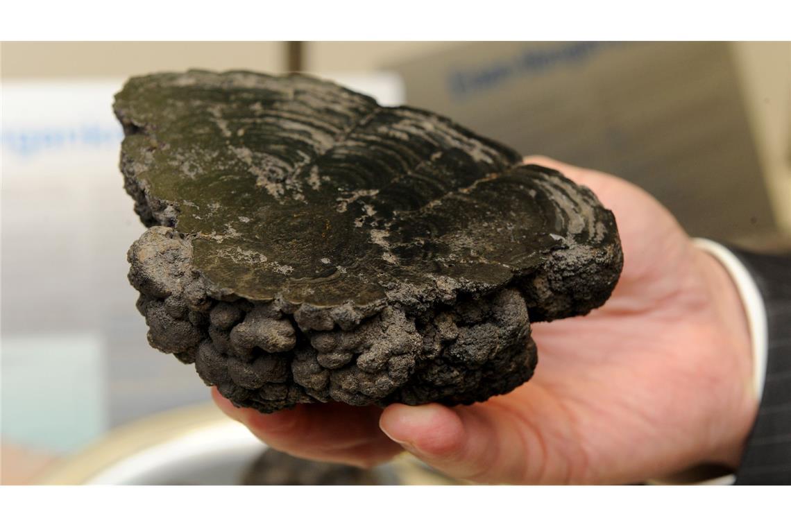 Beratungen über Tiefseebergbau in Jamaika gestartet Manganknollen entstehen über Millionen Jahre und enthalten wertvolle Metalle. (Archivbild)