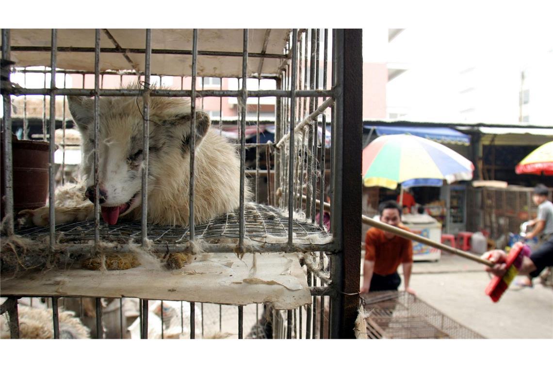 Neuer CIA-Direktor geht von Corona-Ursprung im Labor aus Marderhunde liegen in engen Käfigen auf dem Xin Yuan Markt in Wuhan. (Archivbild)