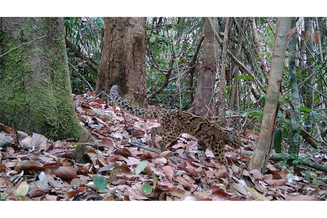 Marmorkatzen leben in Südostasien und gelten als gefährdet. Wegen ihrer versteckten, baumbewohnenden Lebensweise ist die Art kaum erforscht.