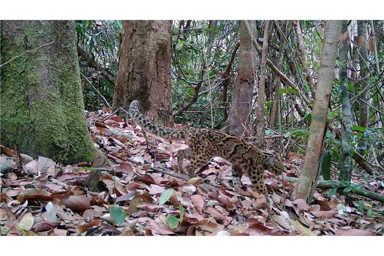 Marmorkatzen leben in Südostasien und gelten als gefährdet. Wegen ihrer versteckten, baumbewohnenden Lebensweise ist die Art kaum erforscht.