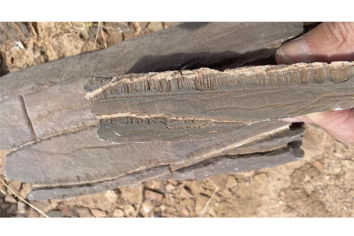 Die unbekannte Lebensform aus der Wüste Marmorprobe aus Namibia: Ausgehend von zwei mit hellem Krustenkalk gefüllten Spalten sind die Röhrchen in paralleler Anordnung nach unten gewachsen.
