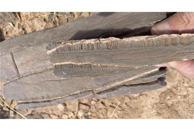 Marmorprobe aus Namibia: Ausgehend von zwei mit hellem Krustenkalk gefüllten Spalten sind die Röhrchen in paralleler Anordnung nach unten gewachsen.