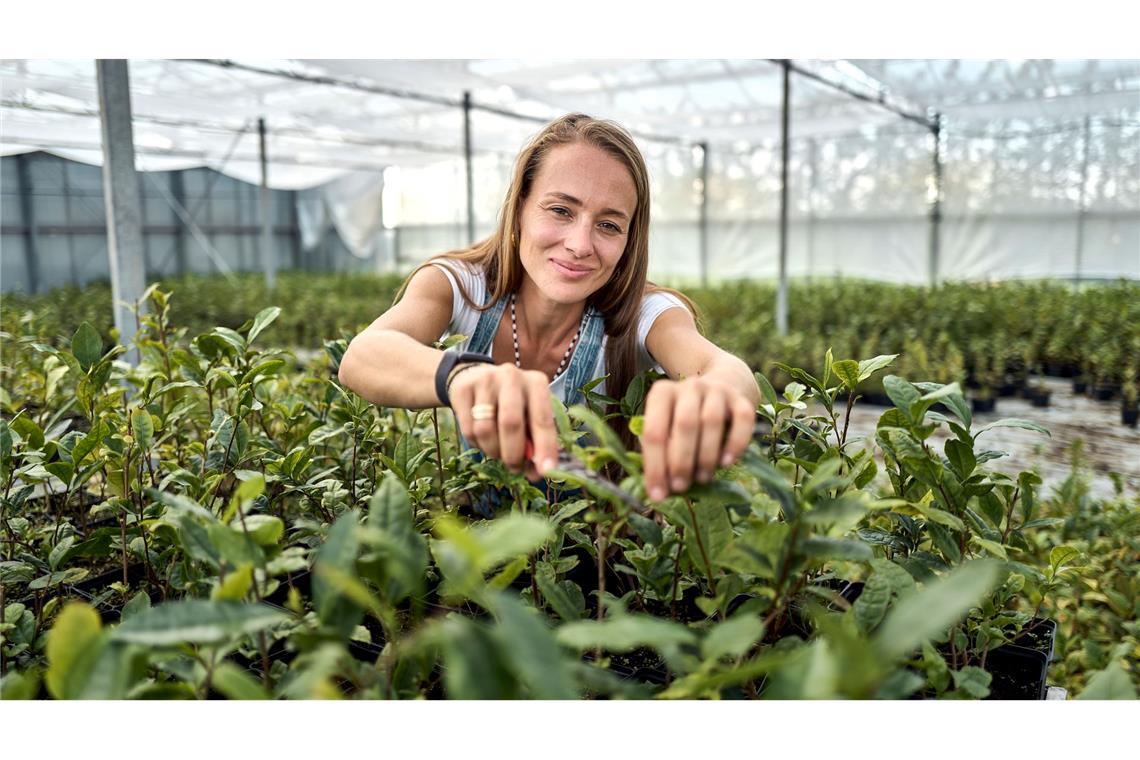 Der Matcha-Boom: Vorreiterin setzt auf deutschen Teeanbau Matcha-Anbauerin: Ursprünglich kommt Kühnle aus dem Weinbau.