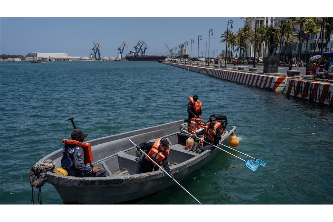 Matrosen der mexikanischen Marine sammeln in Veracruz, Mexiko, ölverschmutztes Sargassum ein.