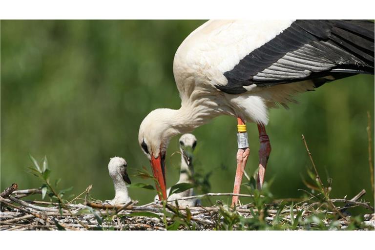 Mehr als 4100 junge Störche sind in diesem Jahr im Südwesten aufgezogen worden.