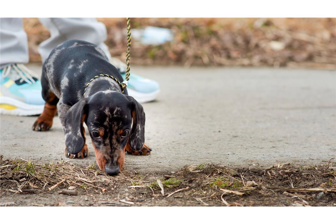 Mehrere Dackelwelpen wurden gerettet (Symbolbild).
