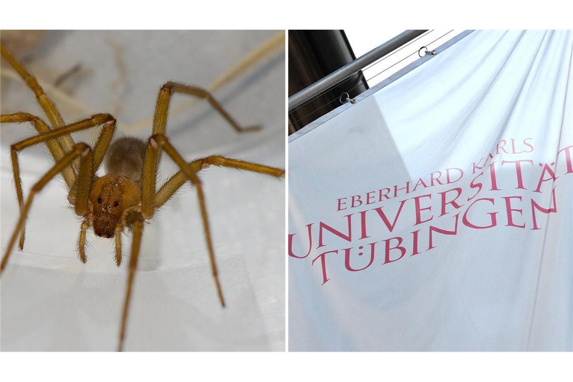 Mehrere Exemplare der chilenischen Einsiedlerspinne Loxosceles laeta sind in Kellern der Universität Tübingen entdeckt worden.