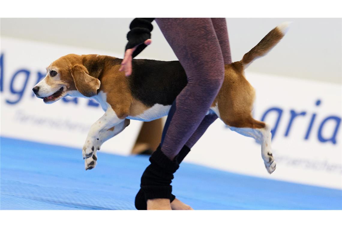 Mehrere Hunderassen wetteiferten mit ihren Besitzern um den Titel
