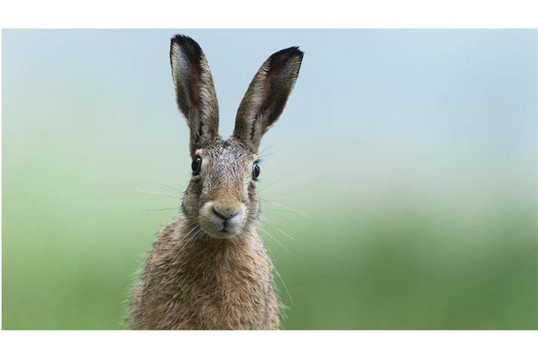 Mein Name ist Hase, ich weiß von nichts!