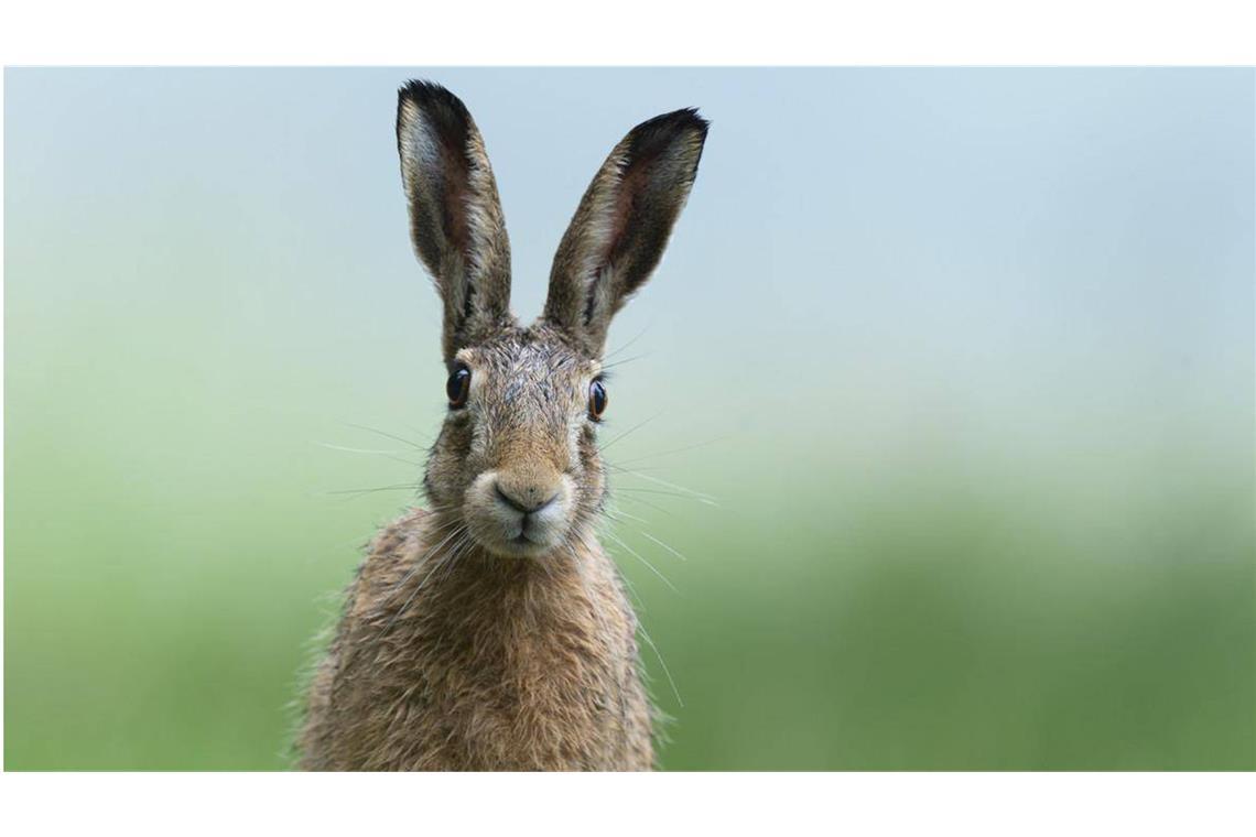 Was der Hase mit Ostern zu tun hat Mein Name ist Hase, ich weiß von nichts!
