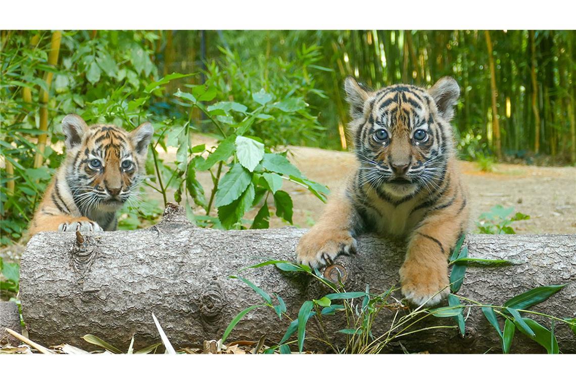 Meist kommen mehrere Tiger zur Welt.