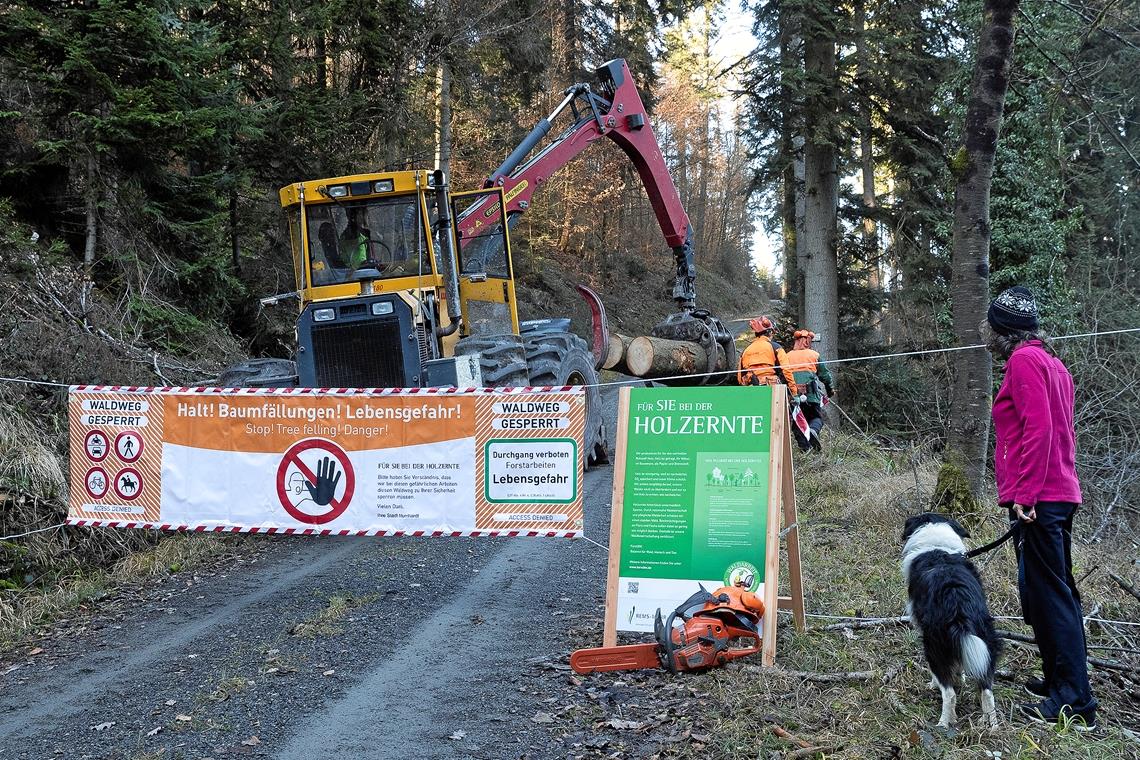 Trockenstress hinterlässt Spuren Meist sind Waldarbeiter mit Fällarbeiten betraut, nun muss aber auch der Bauhof aufgrund von Trockenschäden Bäume abnehmen und kurzfristig Wege sperren. Archivfoto: J. Fiedler