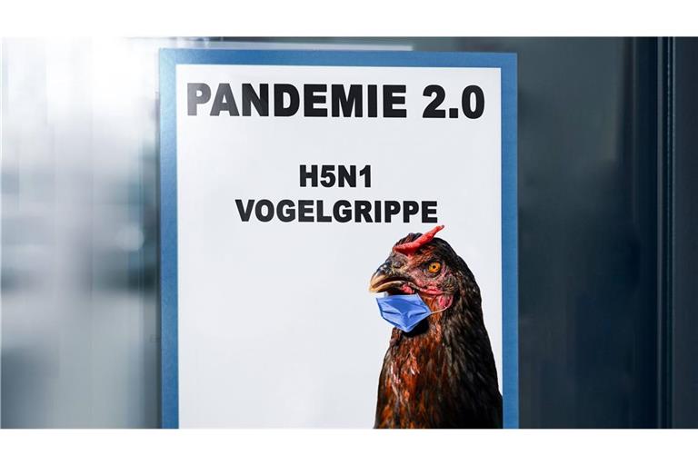 Wie gefährlich sind H5N1-Mutationen für Menschen? Menschliche Infektionen treten bei der Vogelgrippe H5N1 bisher nur vereinzelt auf. Die Symptome reichen nach Angaben von Seuchenmedizinern von Augen- oder Atemwegsinfektionen bis hin zu schweren Erkrankungen wie Lungenentzündungen, die zum Tod führen können.