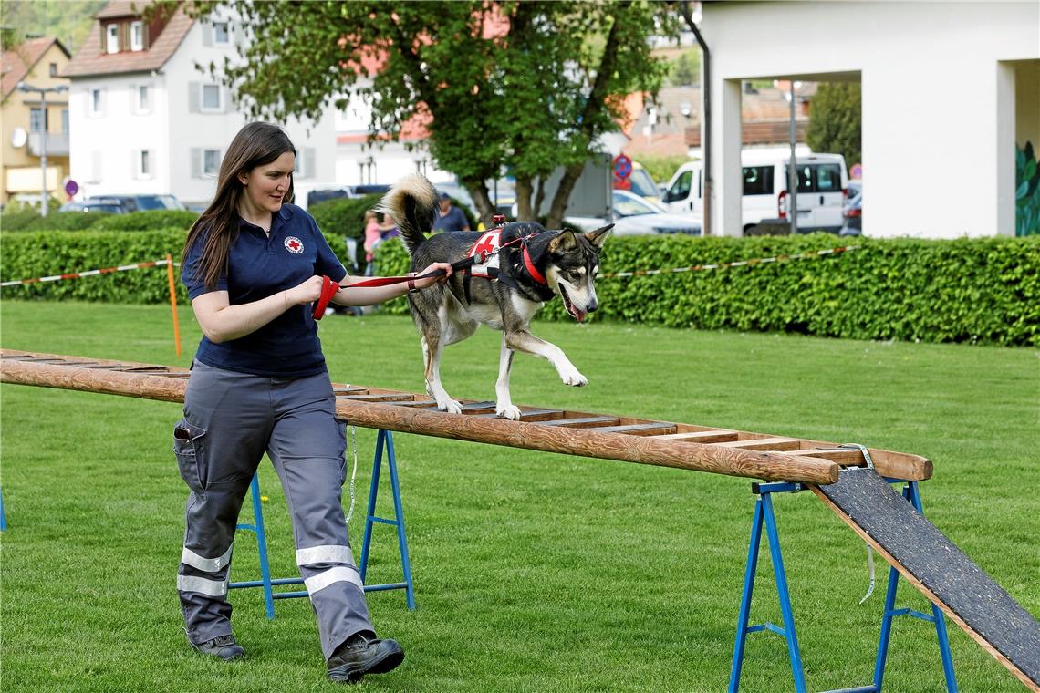 Messe Murrhardt: Die DRK-Rettungshundestaffel zeigt ihr Können. Foto: Jörg Fiedl...