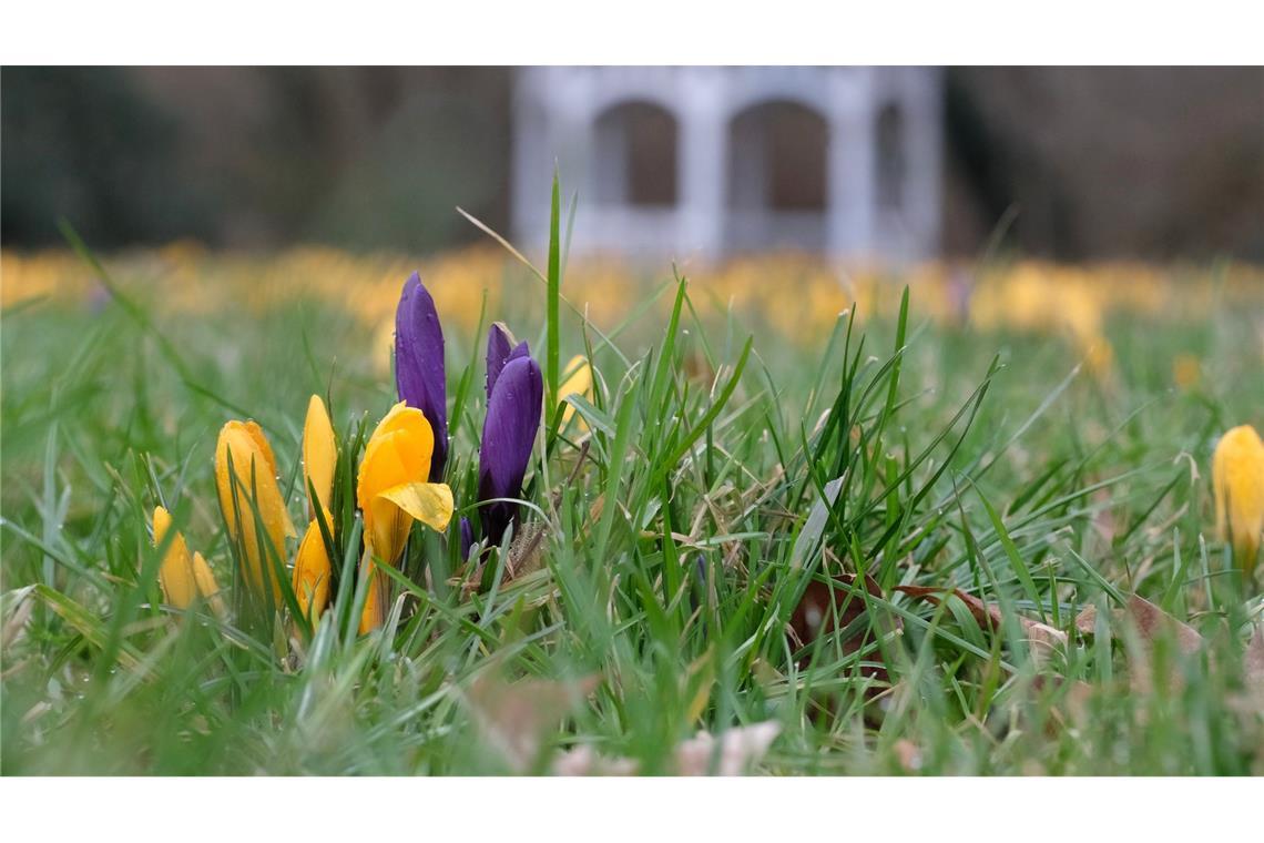 Wetterdienst: "Nun probiert es der Frühling zum zweiten Mal" Milde Temperaturen und Sonne dürften in vielen Teilen Deutschlands in den kommenden Tagen dafür sorgen, dass weitere Blumen sprießen.