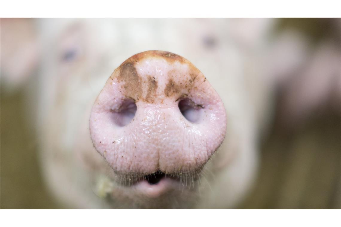 Mindestens 1.500 Ferkel starben bei dem Brand. (Symbolbild)