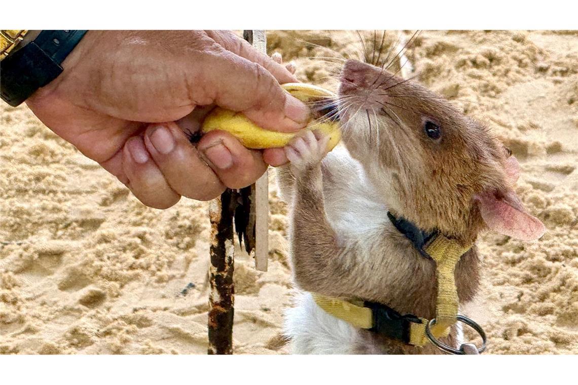 Minensuchratten werden vor allem mit Bananen und Erdnüssen belohnt.
