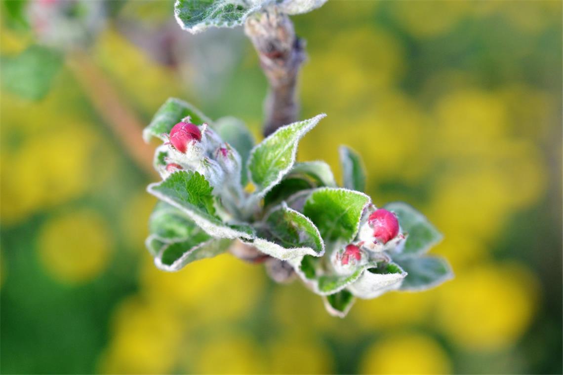 Wann sind die Eisheiligen vorbei? Mit dem Ende der Eisheiligen endet meist auch die Frostgefahr.
