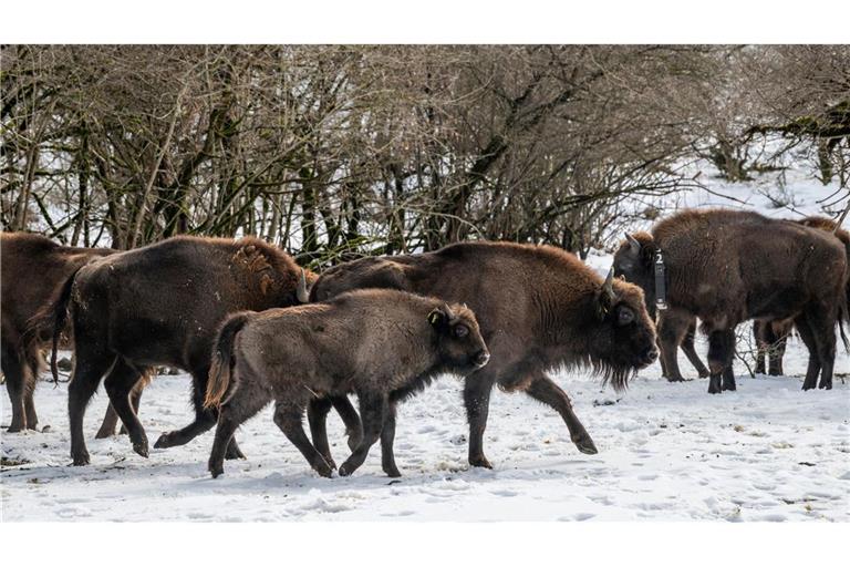 Mit dem Neuzuwachs aus Berlin und NRW leben in dem Nationalpark nun rund 90 Wisente (Handoutbilder).
