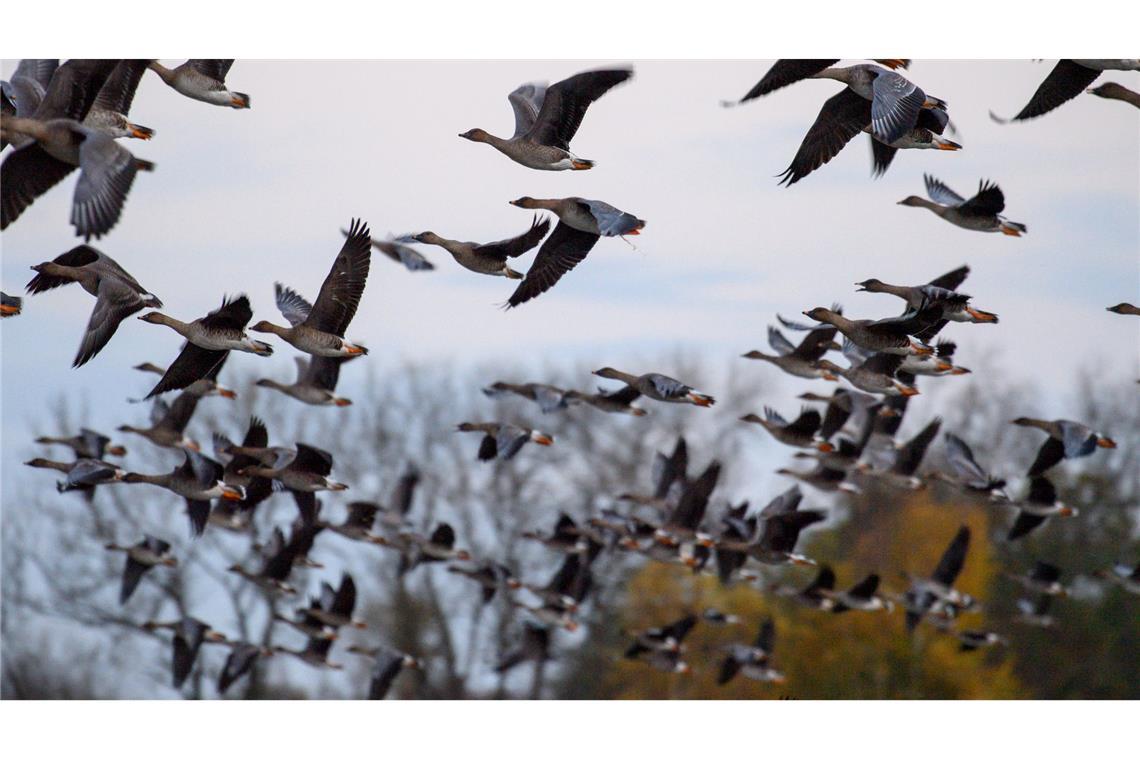 Mit dem Vogelzug erhöht sich alljährlich im Herbst die Gefahr, dass auch das Vogelgrippe-Virus eingeschleppt wird. (Symbolbild)