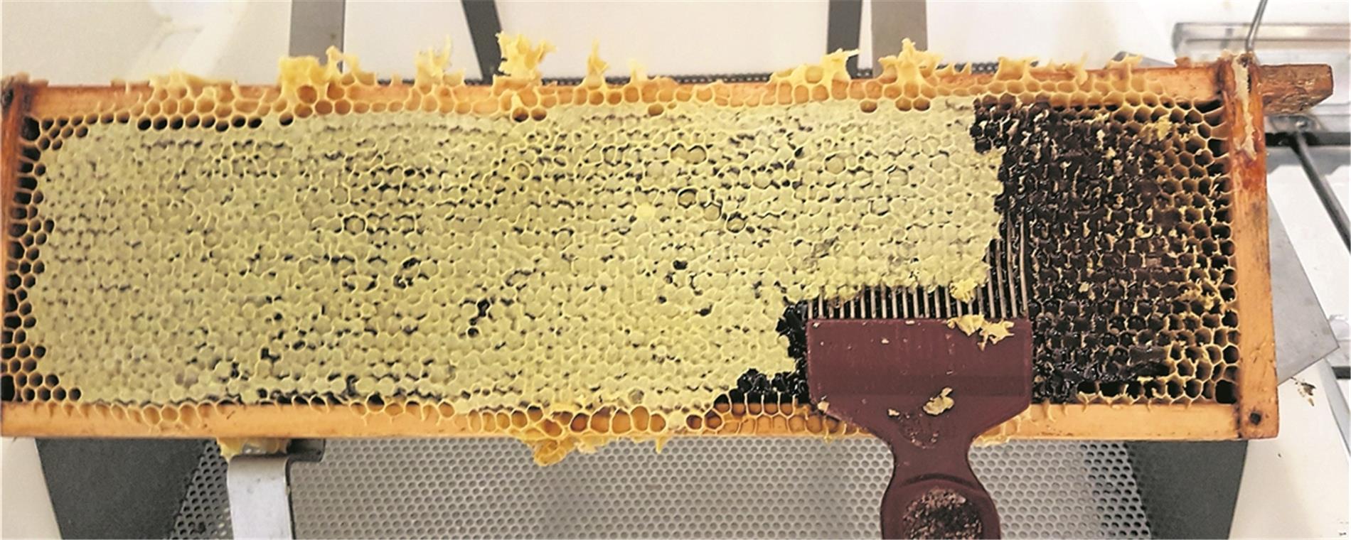 Die Lust auf eigenen Honig wecken Mit einer Art Gabel wird über die Waben gekratzt, um die sogenannten Deckel zu öffnen, damit geschleudert werden kann. Foto: privat