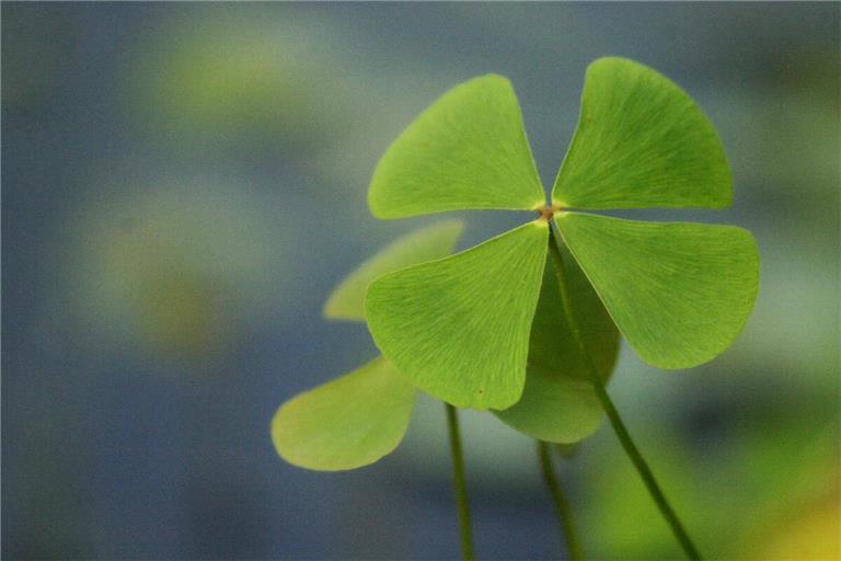 Mit Glücksklee ins neue Jahr.