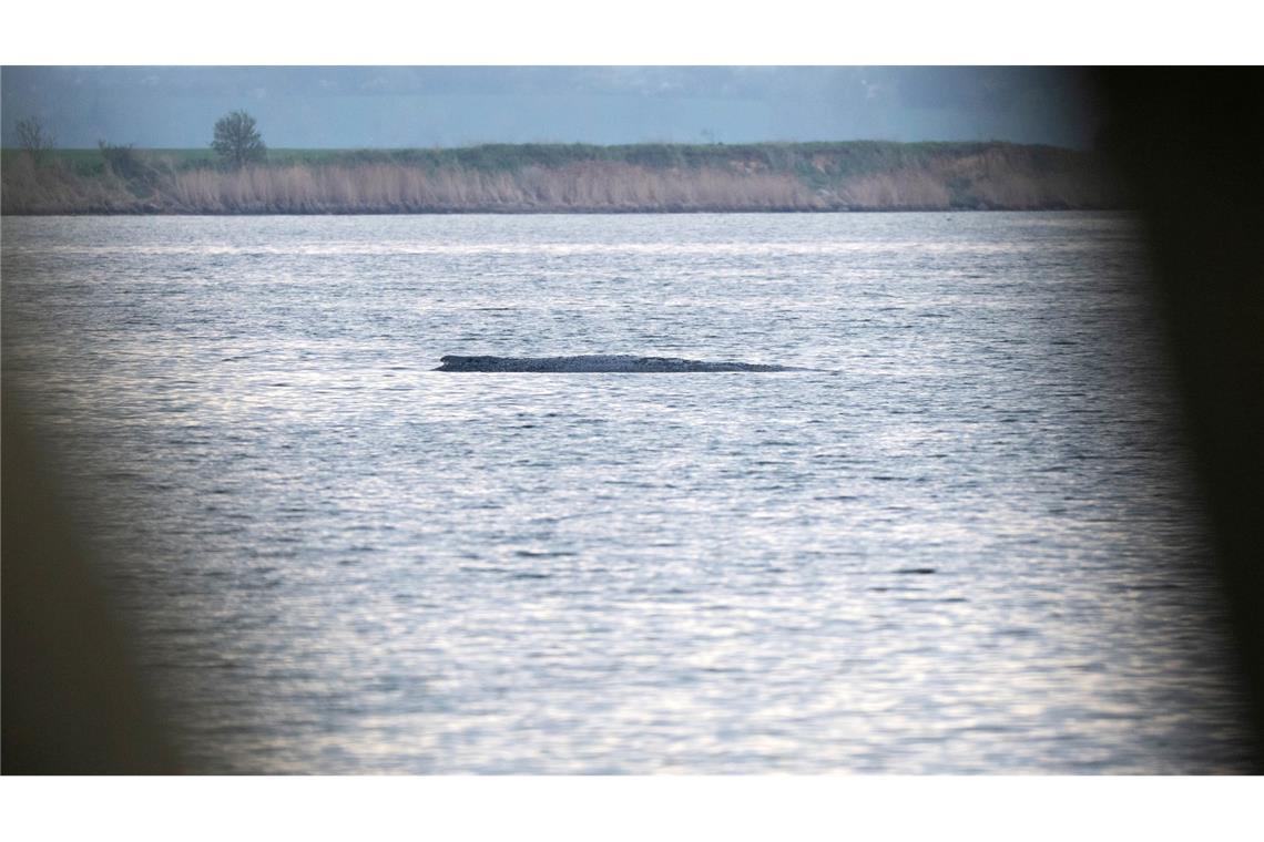 Mit ihrem Okay für einen Rettungsversuch für den Buckelwal bei Wismar durch eine private Initiative sorgten die Behörden zuletzt für eine Überraschung.