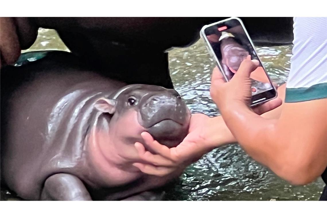 Ein Hippo-Mädchen als Kassenschlager: Das Phänomen Moo Deng Mit ihren Pausbacken und ihrer süßen Mimik eroberte Moo Deng im vergangenen Jahr die Herzen und das Internet.