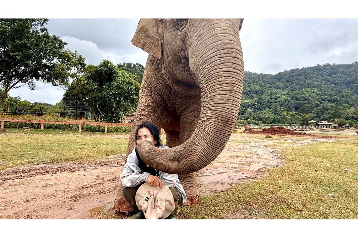 Mit ihren Rüsseln scheinen die Elefanten ihre Retterin zärtlich zu streicheln.