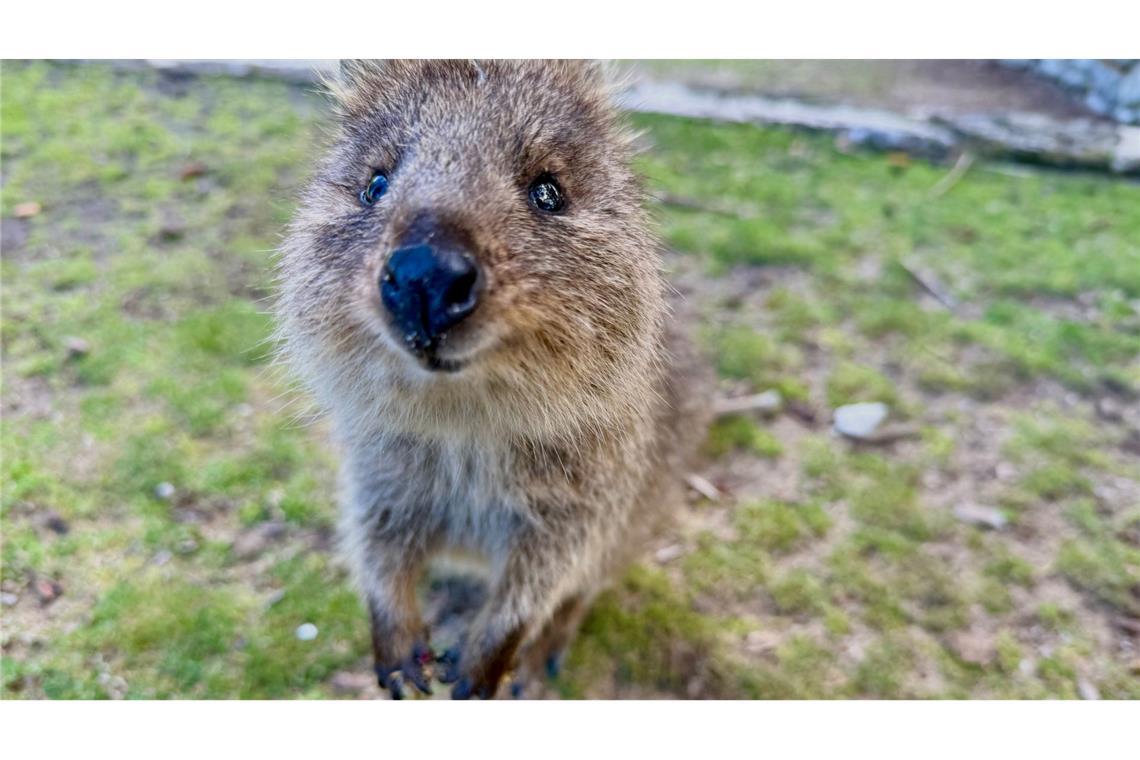 Australiens Selfie-Stars: Zu Gast bei den lächelnden Quokkas Mit ihrer süßen Mimik sind Quokkas zu Internet-Stars geworden.