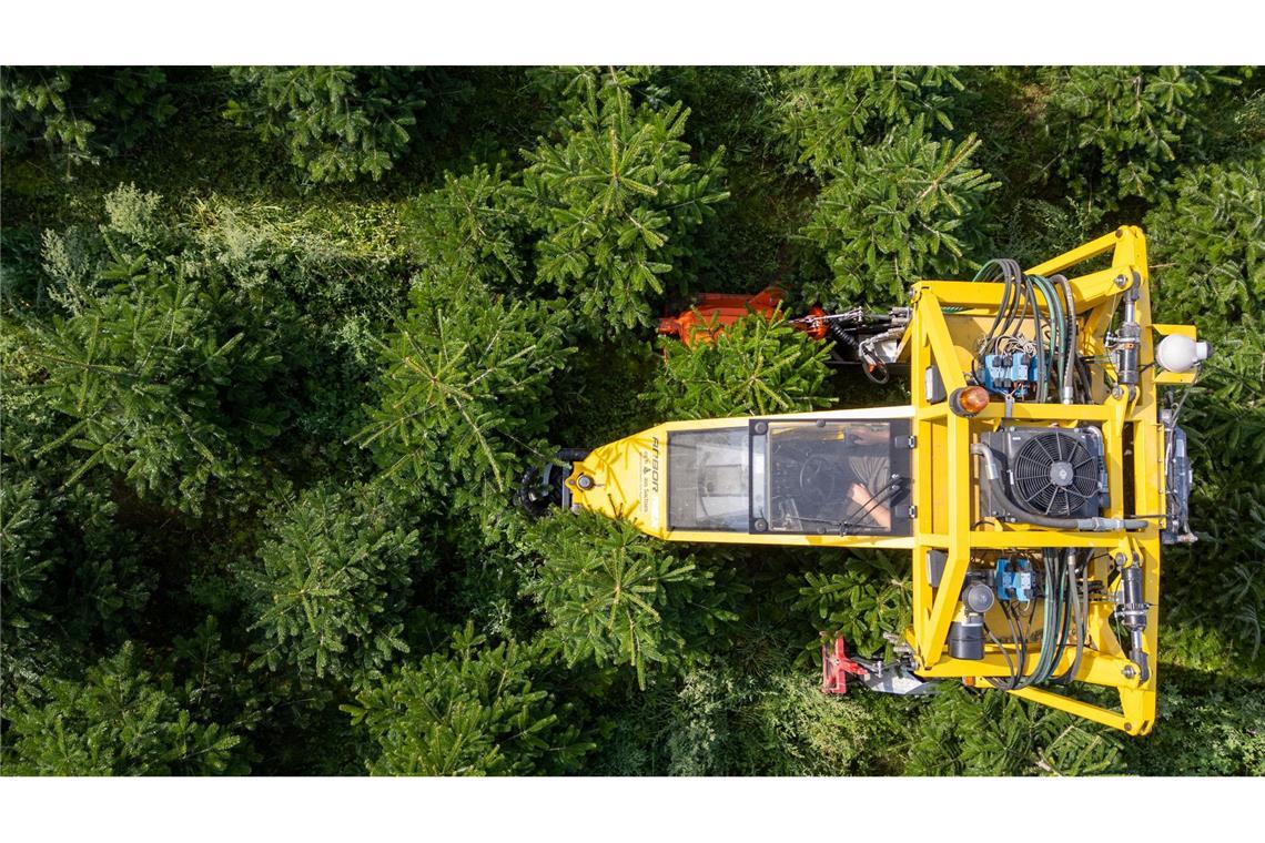 Mit seinem Baumschultraktor fährt Robert Kleinstäuber vom Weihnachtsbaumhandel "een Baum aus Sachsen" durch eine Plantage mit Nordmanntannen.