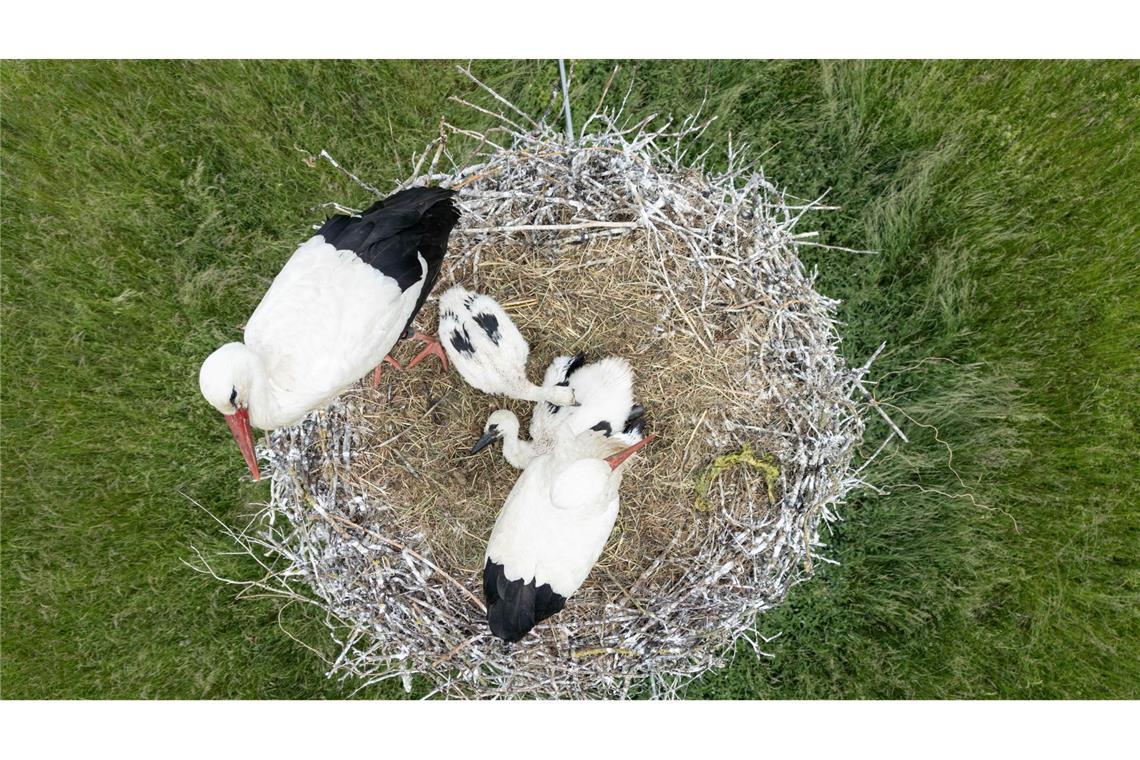 Mit seinen zwei Küken sitzt ein Paar Weißstörche auf dem Nest im hessischen Ried.
