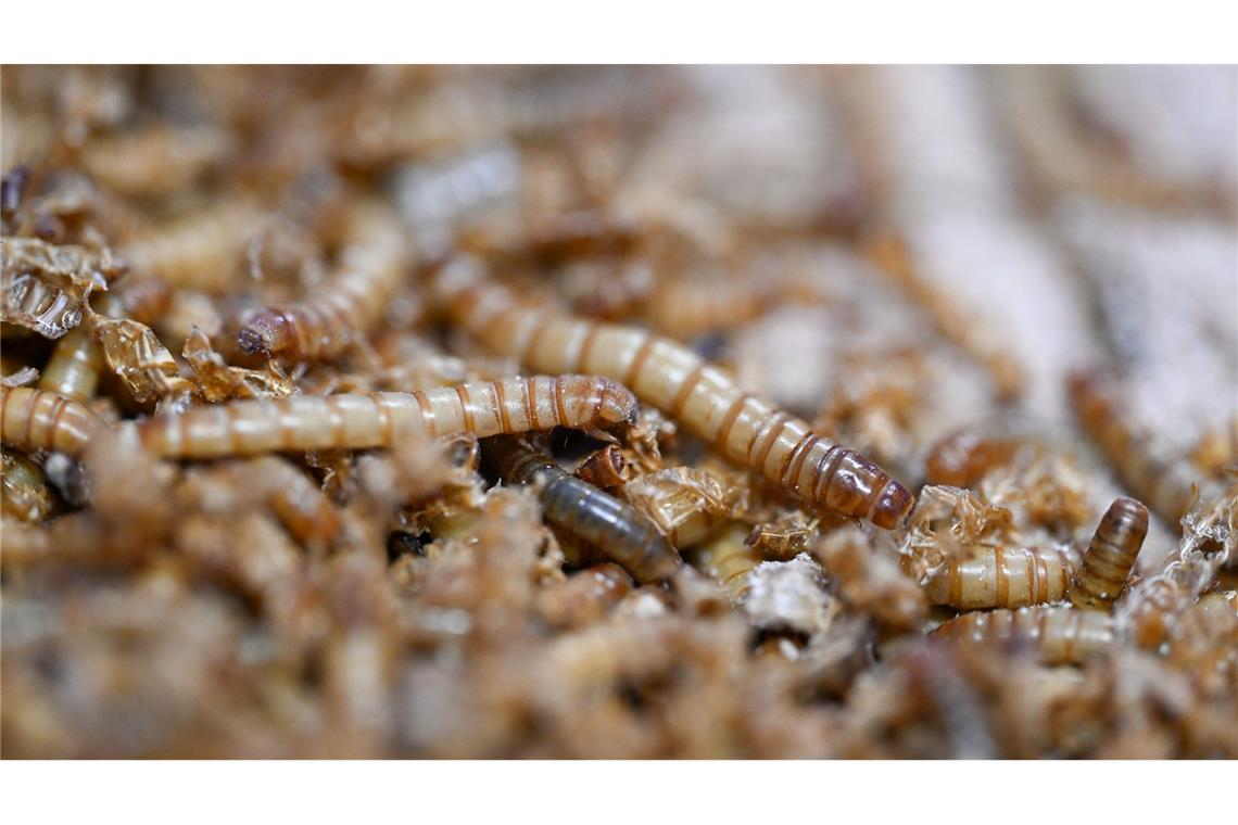 EU erlaubt UV-Behandlung für Insektenpulver in Lebensmitteln Mit UV-Licht behandeltes Mehlwurmpulver darf in der EU in Lebensmittel zugesetzt werden. (Archivbild)