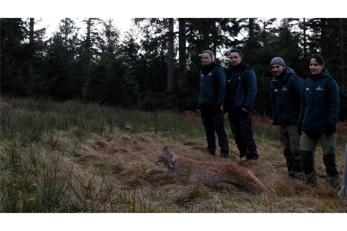 Nach Tod von Luchsin Finja – zweites Weibchen ausgewildert Mit Verena wurde ein zweites Luchs-Weibchen in Baden-Württemberg ausgewildert.