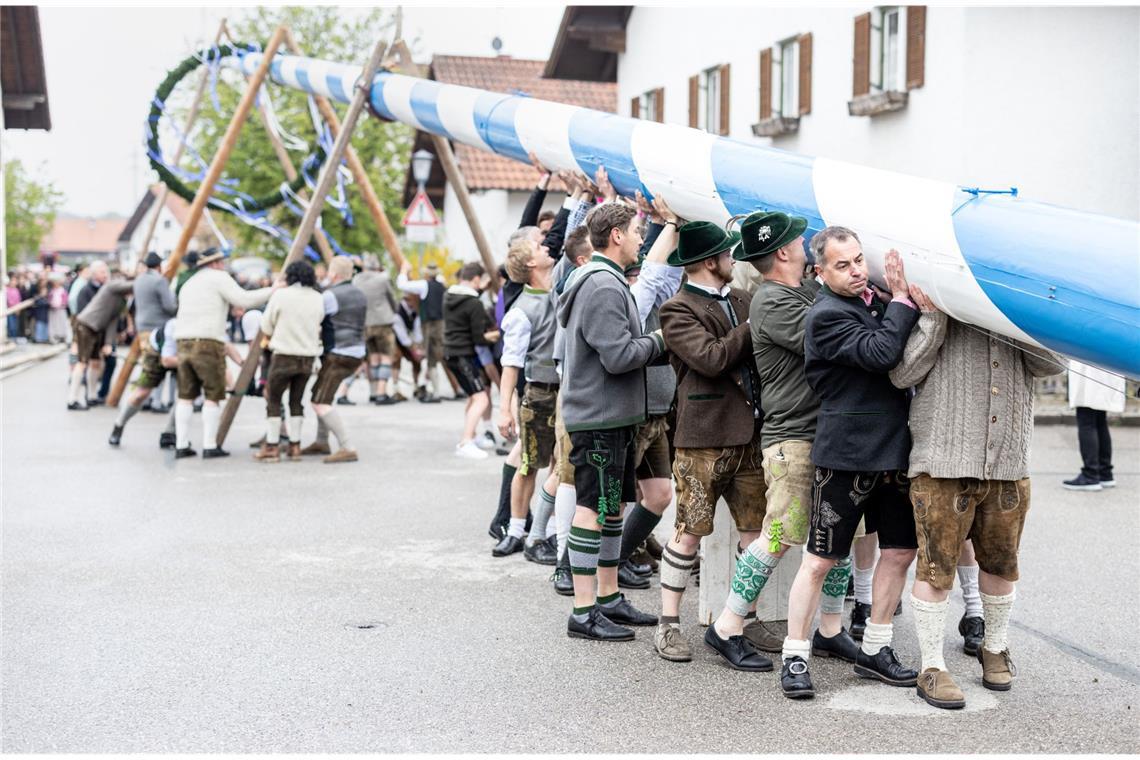 Das steckt hinter dem Brauch des Maibaum-Aufstellens Mitglieder der Burschenschaft Perchting in Bayern stemmen ihren Maibaum am Dorfplatz von Perchting in die Höhe.