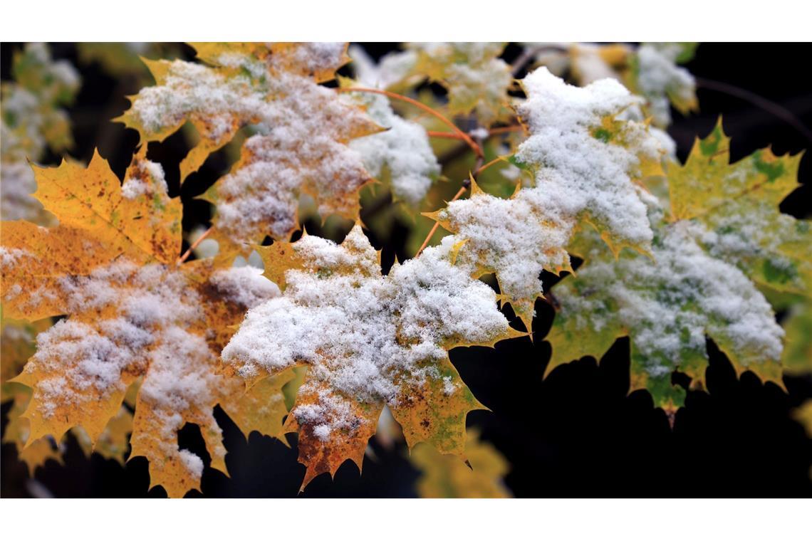 Bilder des Tages Mitten im Herbst kündigt sich schon der Winter an. Herbstlich gefärbte Blätter in einem Garten im Voralpenland in Bayern sind mit Schnee bedeckt.