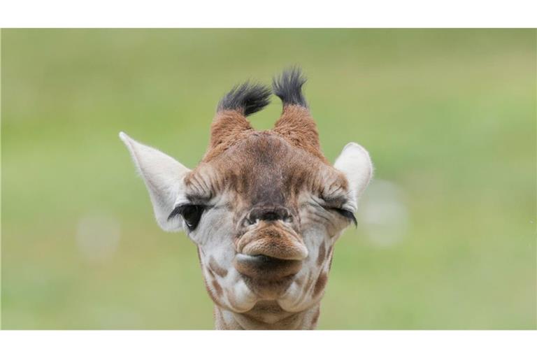 Model Linus Weber wird Namenspate für Giraffenbaby