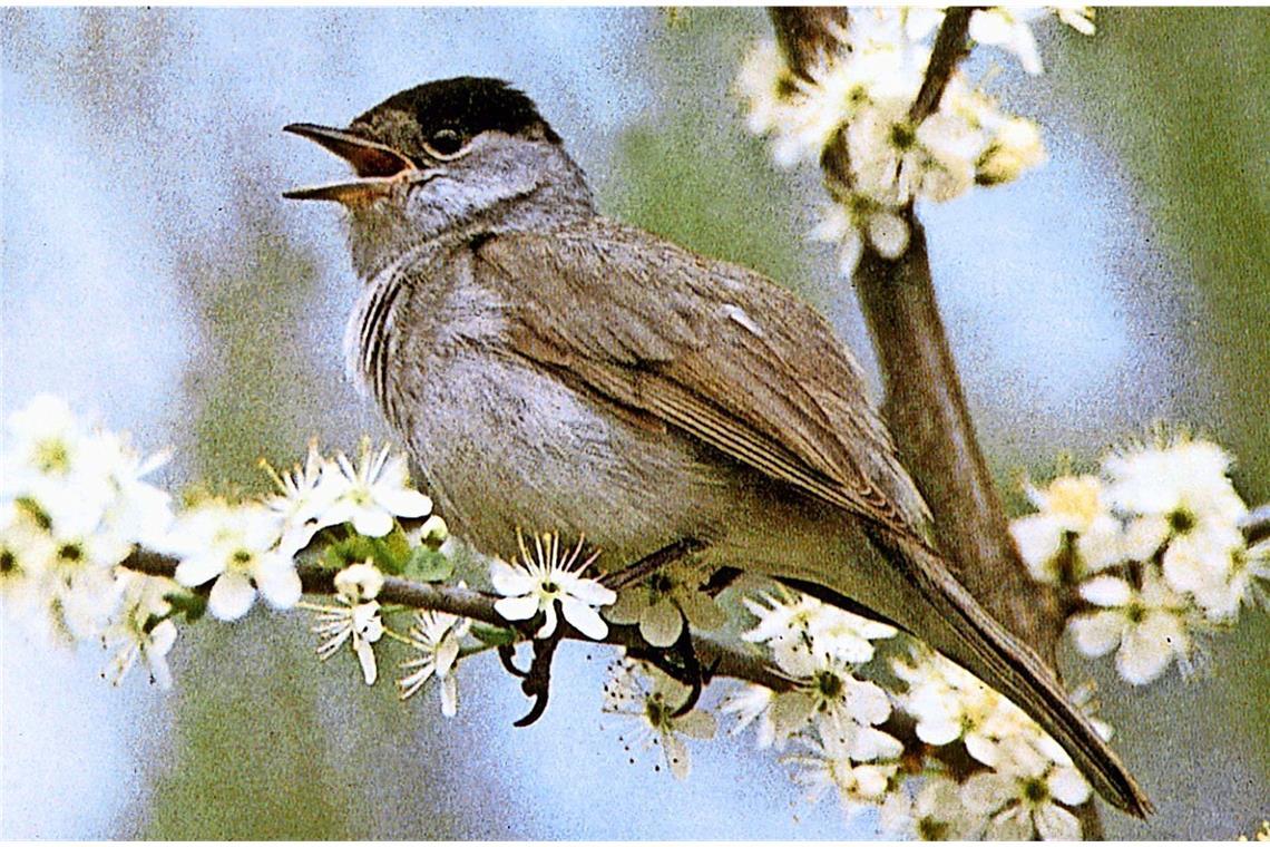 Mönchsgradmücke (Sylvia atricapilla).
