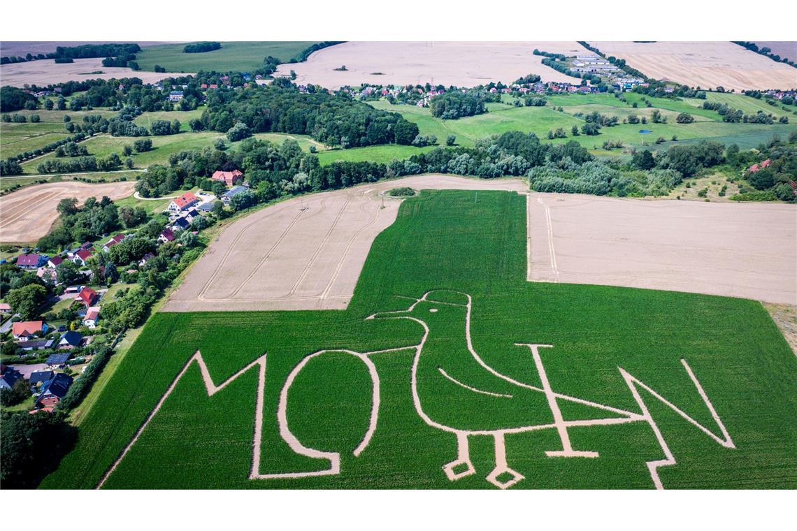 Bilder des Tages Moin - Begrüßung im Maislabyrinth