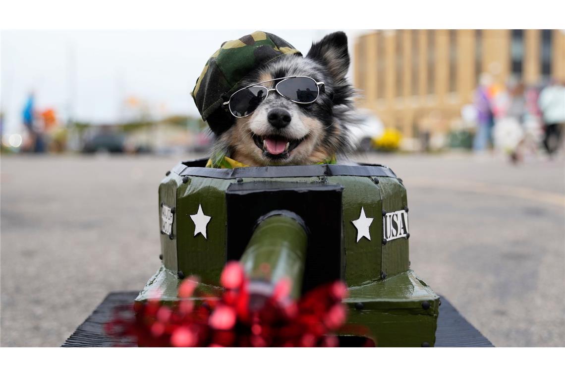 Mojo, der Hund im Panzerkostüm, macht sich bereit für den Halloween-Einsatz – Leckerlis statt Munition!