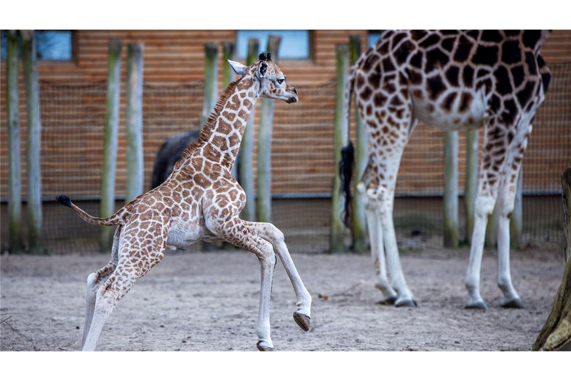 Giraffen-Baby erstmals draußen im Schweriner Zoo zu sehen Mojo hatte bei seinem ersten Ausflug sichtlich Spaß.